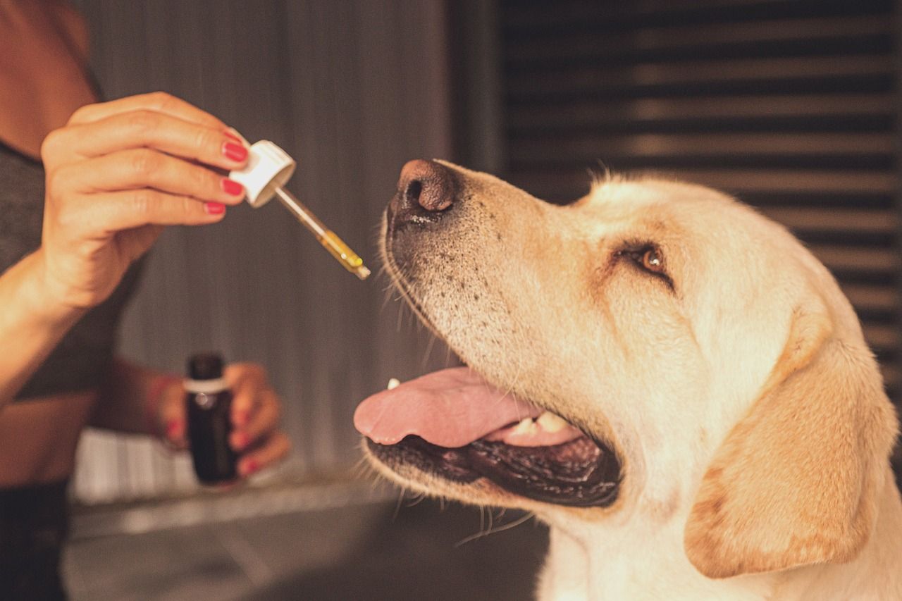Zrównoważone źródła białka w diecie Twojego psa: co powinieneś wiedzieć?