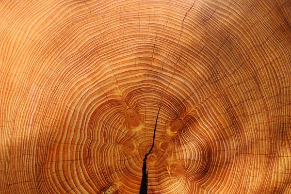 Drewno w Twoim domu – zobacz, gdzie możesz je zastosować