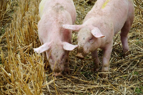 Wpływ składu paszy na zdrowie i produktywność świń